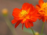 红色鲜花