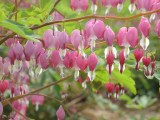 灯笼花