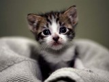 可爱猫咪