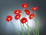 红色菊花