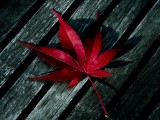红色枫叶