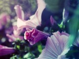 喇叭花