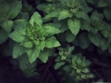 绿叶植物