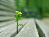 木椅缝的小花