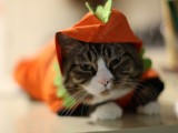 穿衣服的小猫