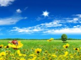 阳光灿烂的夏天