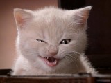 搞怪小猫