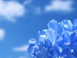 天空与蓝色花朵