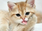 可爱猫咪