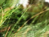 清澈雨滴