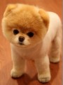 小狗