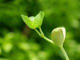 嫩芽绿叶