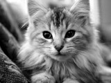发呆小猫