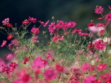山野小花