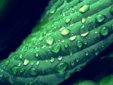 绿叶上的小水珠