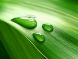 绿叶水珠