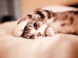 懒惰小猫