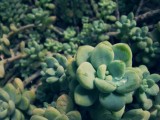 玻璃翠
