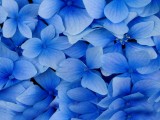 蓝色花瓣