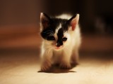 可爱的小花猫