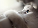 白色小猫