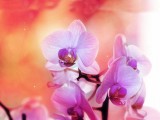 清幽兰花