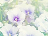喇叭花