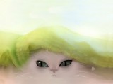 手绘猫咪