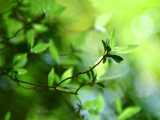 绿色植物
