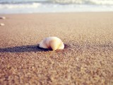 海螺