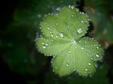 小水珠