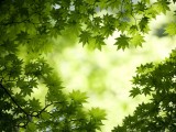 绿叶幽幽