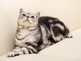 可爱猫咪