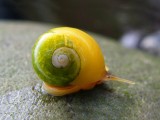 蜗牛