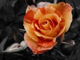 花儿绽放