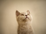 小猫咪