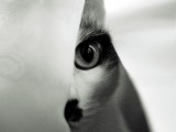 偷窥的猫