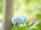 绣球花