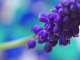 紫色花卉