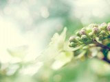 绣球花蕾