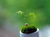 绿芽