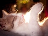 可爱小猫咪