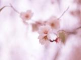 粉色桃花
