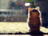 仰望泡泡的猫