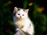 等待的猫