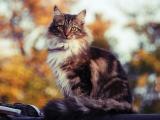 孤伫小猫