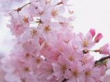 绽放花朵