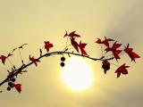 夕阳无限好