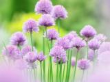 花儿朵朵开