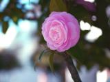 淡粉茶花